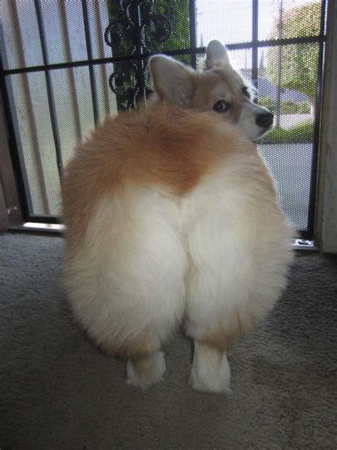 Your fat dog stock images are ready. 55 Dog Bums. That's All. | Corgi butts, Cute corgi, Corgi