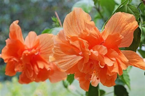 Our Double Orange Hibiscus Hibiscus Orange Flowers