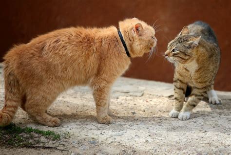Bajar Convertible En Gato Con Inmunodeficiencia Felina Romántico