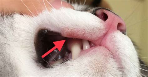 What Causes Ulcers In A Dogs Mouth