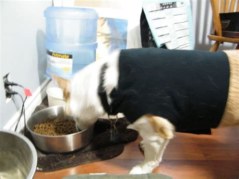 Learn how to sew a bed, leash, toy, food mat, jacket, collar and much more! Homemade thundershirt for dogs | Sewing patterns ...