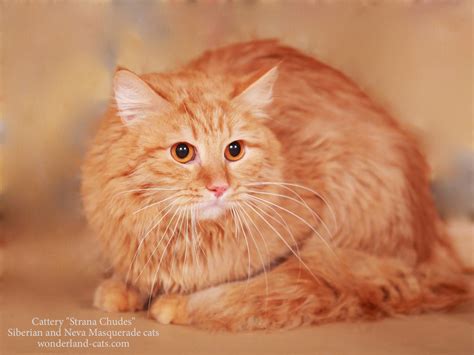 Russian Siberian Beautiful Cat Red Color In Our Cattery Strana Chudes