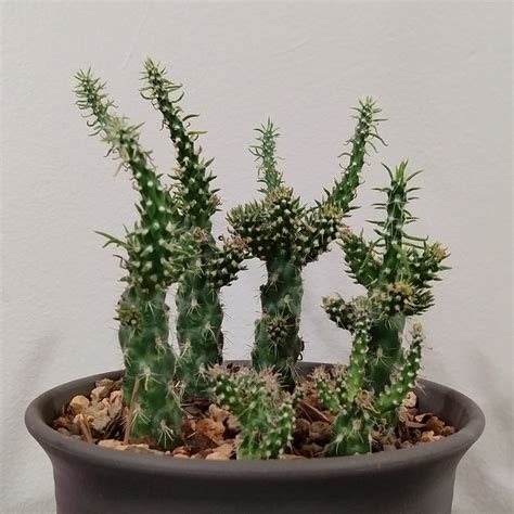 Cylindropuntia Mini Cholla In Gardentags Plant Encyclopedia