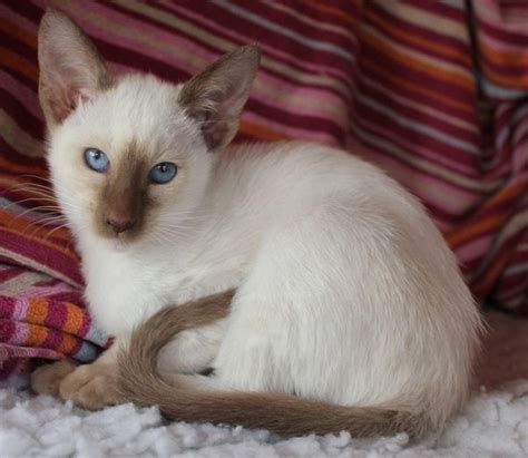 What Is The Temperament Of A Flame Point Siamese Cat Quora