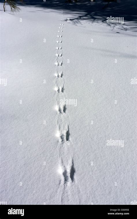 Animal Tracks Rabbit In The Snow Stock Photo Alamy