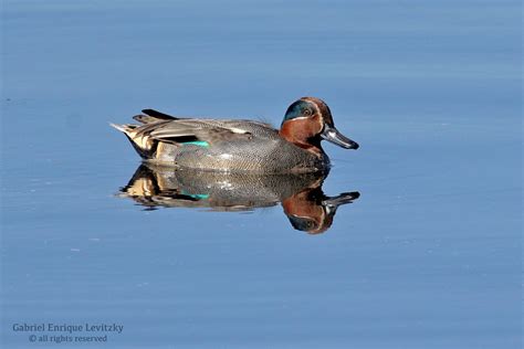 Common Teal Male Common Teal Anas Crecca Yehuda Plains I Flickr