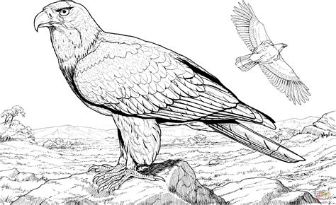 American Bald Eagle coloring page | Free Printable Coloring Pages