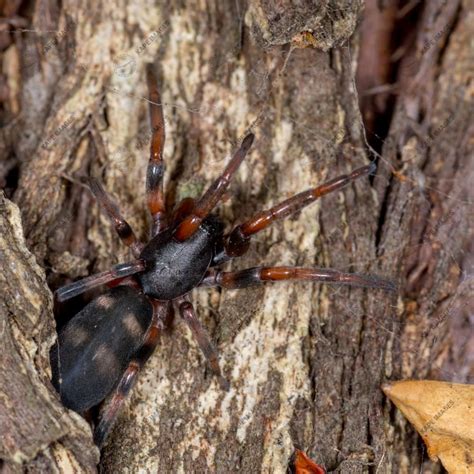 Peter Rowland Photographers Kape Images White Tailed Spider