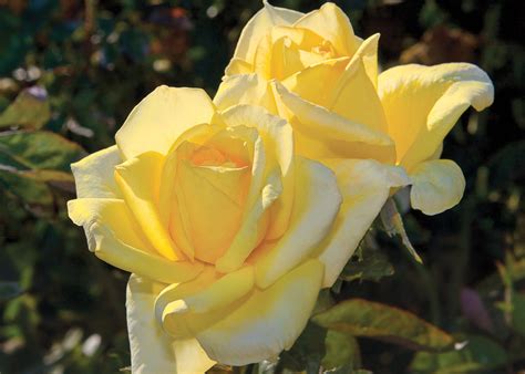 Rosa Oregold Hybrid Tea Rose