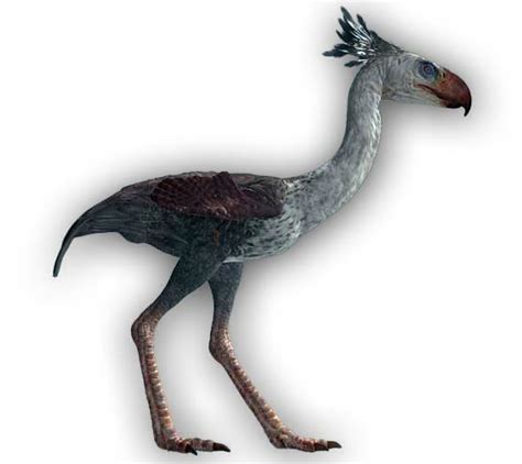 Phorusrhacos A Scary Bird