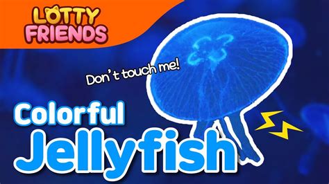 Jellyfish Kids Songs And Educational Songs For Kids Sea Animal Song