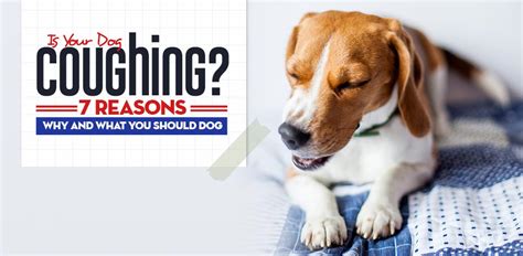Dog Coughing 7 Reasons Dogs Cough And What To Do When It Happens
