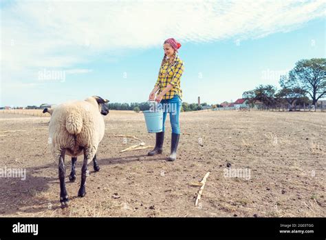 Farmer Feeding Her Farm Sheep Stock Photo Alamy