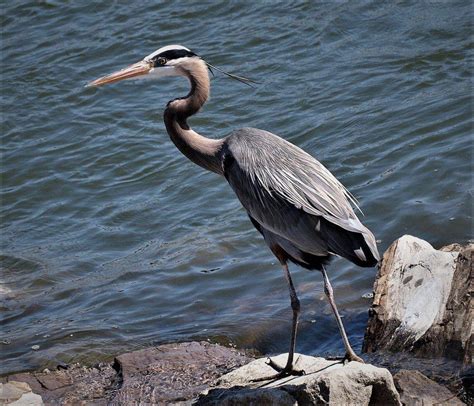 Great Blue Herons Local Sports