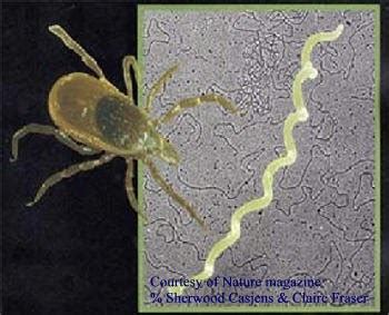 Burgdorferi exists in north america and europe and until 2016 was the only known cause of lyme disease in. All About Borrelia Burgdorferi: Life Cycle