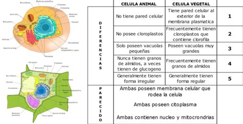 Cuadro Comparativo De Las Diferencias Entre Celula Animal Y Vegetal