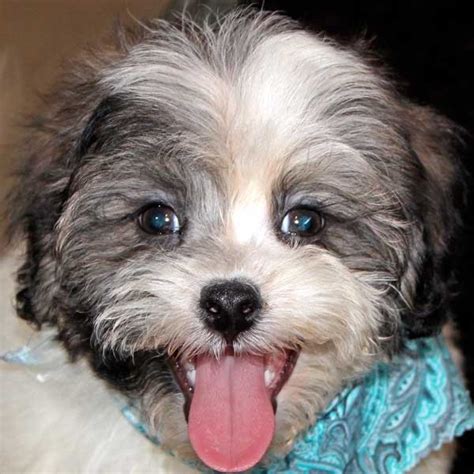 We have visited the store in pensacola, florida several times to purchase salt water fish for or new tank. Mal-Shi Puppy for Sale in Boca Raton, South Florida.