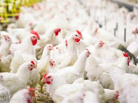 It can also affect humans and other mammals. Bird flu Hits Telangana? - Gulte