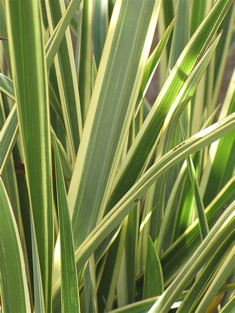 Stands for jeremy ryan smoots, and it is… wings of gold. Wings of Gold New Zealand Flax (Phormium 'Wings of Gold ...