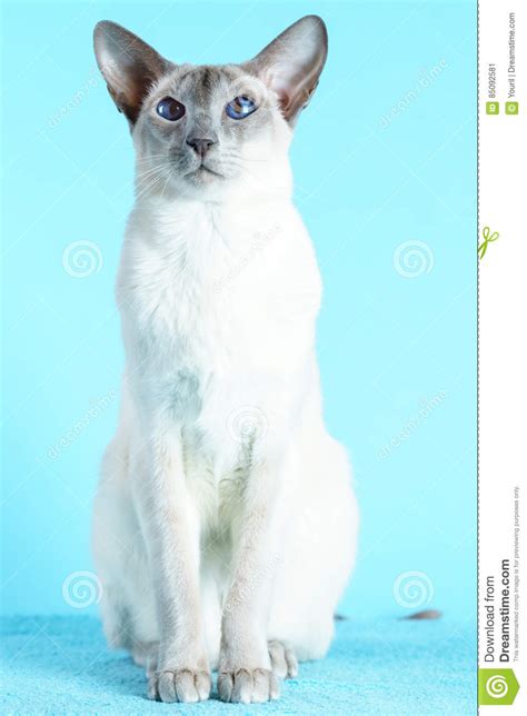 Oriental Siamese Cat Blue Eyes Sitting Light Blue
