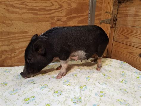 Miniature Potbellied Pigs For Sale Tanglewood Farm Miniatures