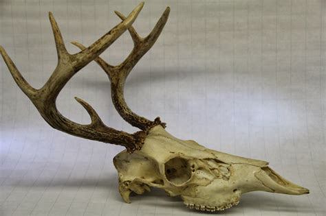 Img1107 1600×1066 Deer Skulls Animal Skeletons Deer