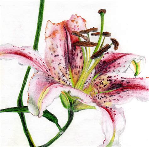 Drawing Of A Lily I Did Using Coloured Pencils Flower Drawing Lilies