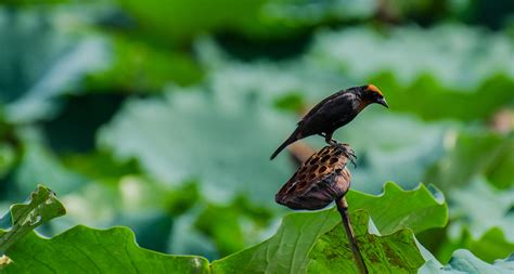 Free Images Nature Leaf Flower Wildlife Green Beak Fauna Lotus