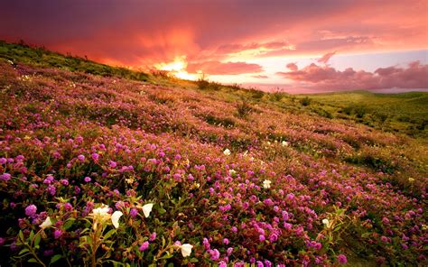 Flower Field Sunset