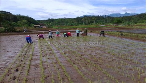 Menanam Padi Dengan Metode Sri System Of Rice Intensification