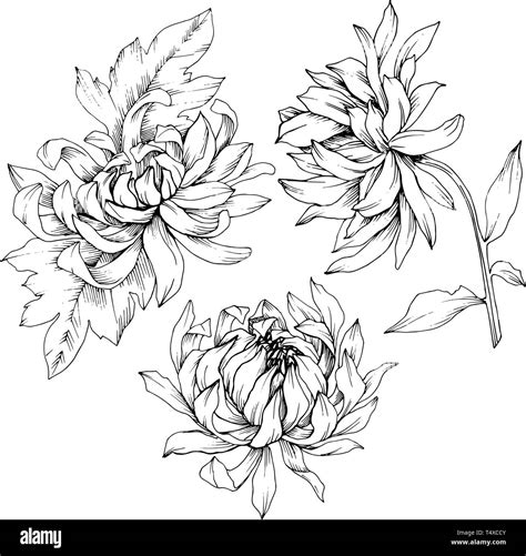 Vector Chrysanthemum Floral Botanical Flowers Black And White Engraved