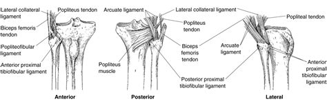 Proximal Tib Fib Dislocation Knee And Sports Orthobullets