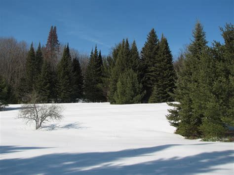 Free Images Tree Forest Outdoor Wilderness Snow