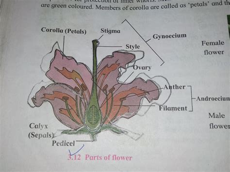 A Neat Labelled Diagram Of Bisexual Flowers