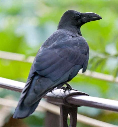 Pictures Of Jungle Crows Crow Japanese Bird Creatures