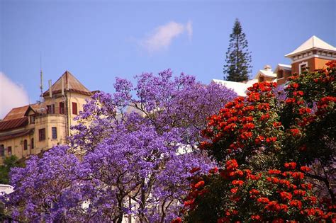 Shop now for over 600 species of tree and shrub seeds for sale. Best Time to See Jacaranda Tree in Madagascar 2020 - Rove.me