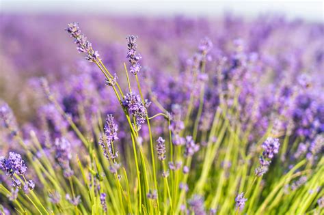 Free Images Flower Flowering Plant English Lavender Purple French