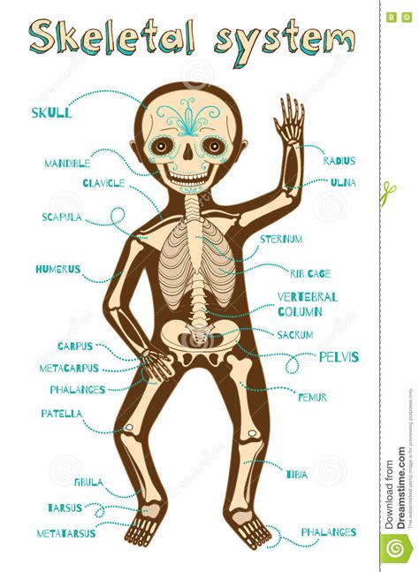 The bones provide a structural framework and protection to the soft organs. X-Ray Human Skeletal System Stock Photography ...