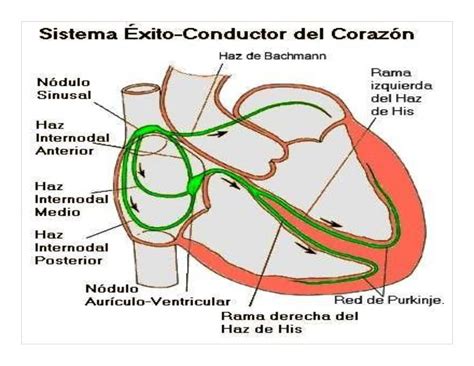 Sistema De Conducción Cardiaca