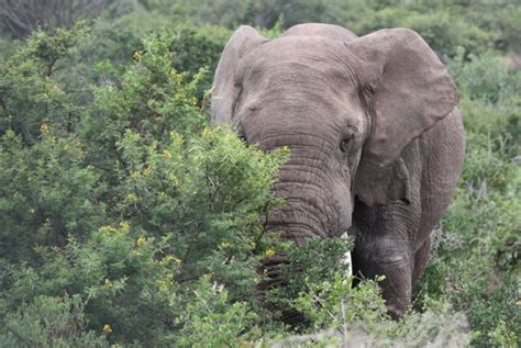Face To Face With An Elephant At Addo National Park