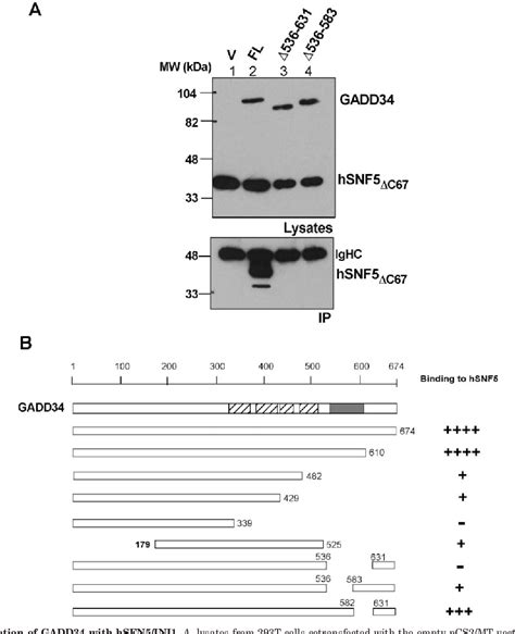 The Human Snf Ini Protein Facilitates The Function Of The Growth