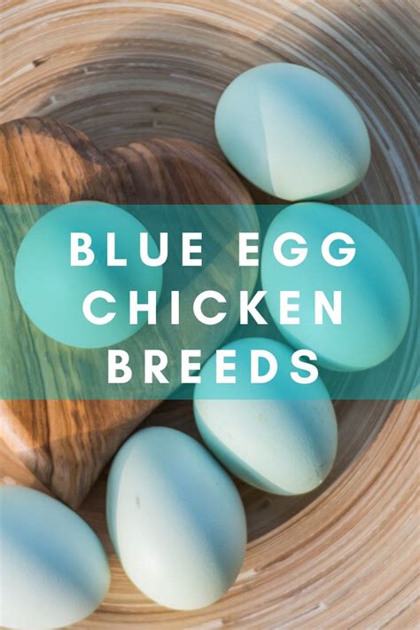 Blue Egg Chicken Breeds In A Wooden Bowl