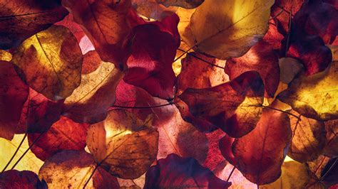 Maple Leaves Wallpaper 4k Autumn Season Foliage