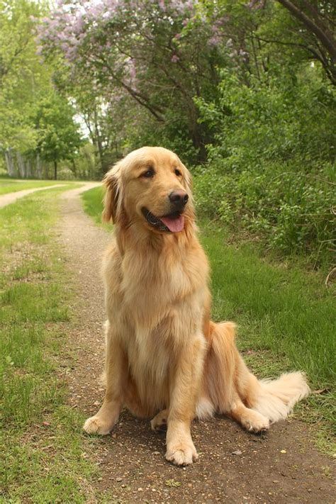 Pin By Diane Mercure On Golden Retriever ~ 6 Golden Retriever Dogs