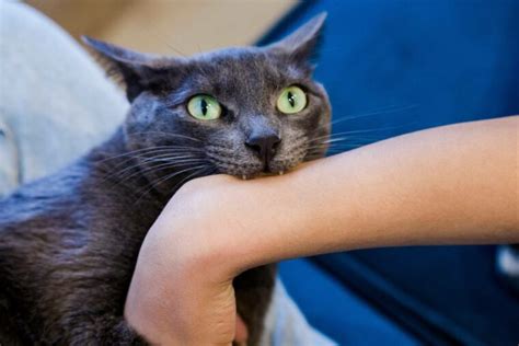 What To Do If A Cat Bites You 3 Important Steps To Follow Pet Arenas