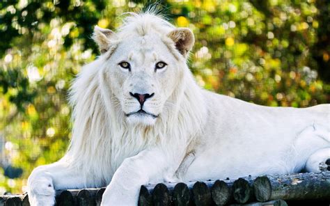 White Lion Photos
