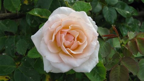 Maybe you would like to learn more about one of these? PL Fallin Photography: Diane's Flowers, Mount Carmel, Kentucky