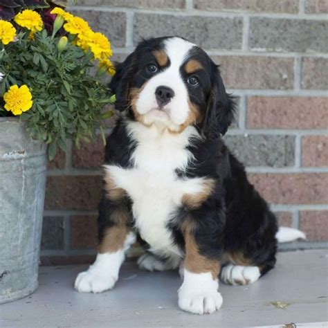 Bernese Mountain Dog Puppies For Sale Uk Qpuppies