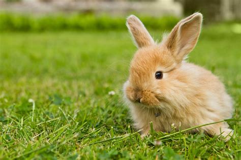Can Rabbits Eat Cat Food Story - Every Bunny Welcome