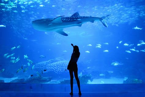 El Aquarium De Barcelona Una Sorpresa Para Toda La Familia Grums